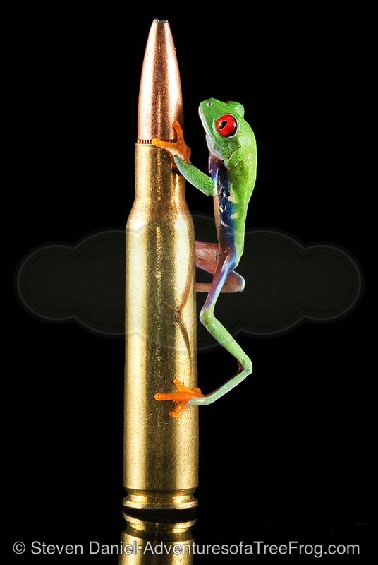 Frog & Bullet