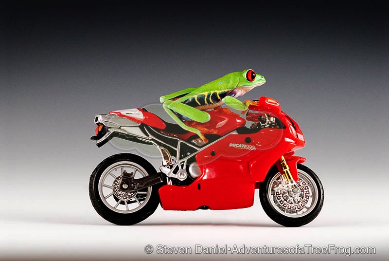 Frog on Motorcycle