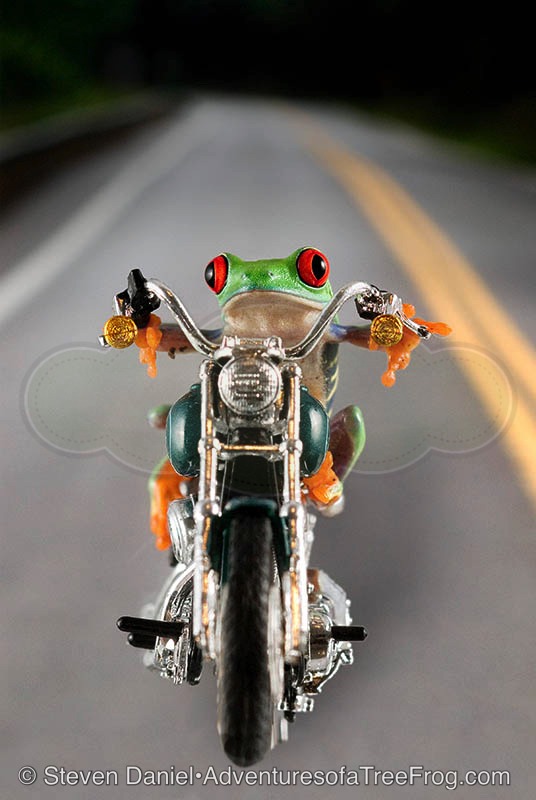 Hog Frog