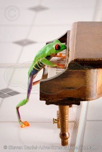 piano-frog10.ss.100-202