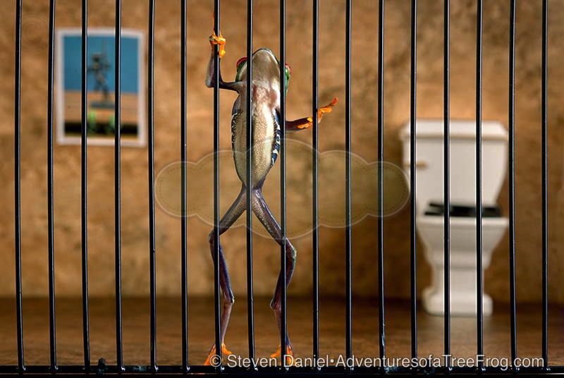 Prison Frog